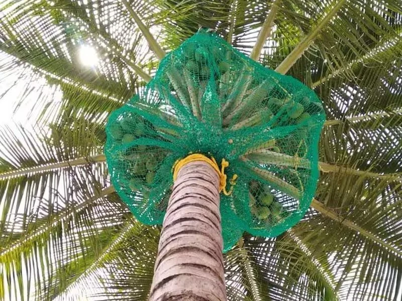 Coconut Tree Safety Nets Installed by Lakshmi Enterprises