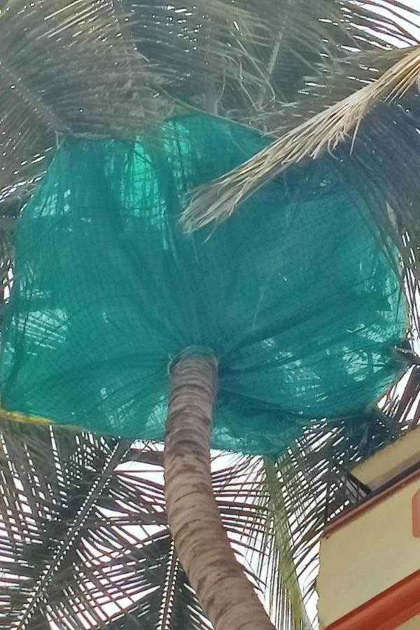 High-Rise Balcony & Coconut Protection Net by Lakshmi Enterprises